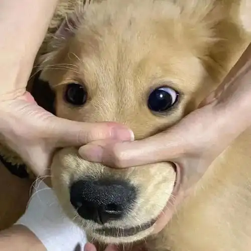 沙雕头像! [七时吉祥]