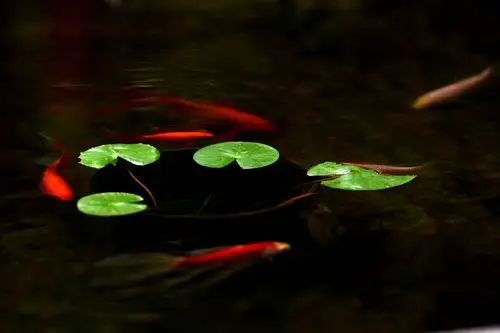 银川浮萍小金鱼(呼和浩特版)