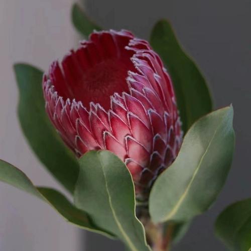 进口鲜花冰雪皇后花搭配花瓶七色花卉安娜维纳斯皇后居家装饰干花