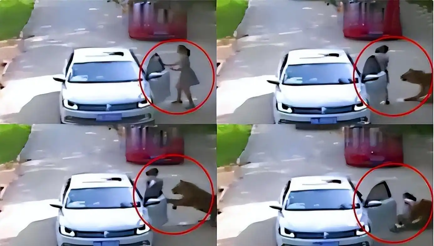 6年前,八达岭老虎咬人事件,幸存者索赔150万败诉,如今怎么样?