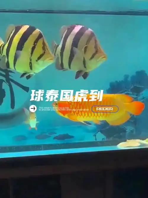 球泰国虎鱼