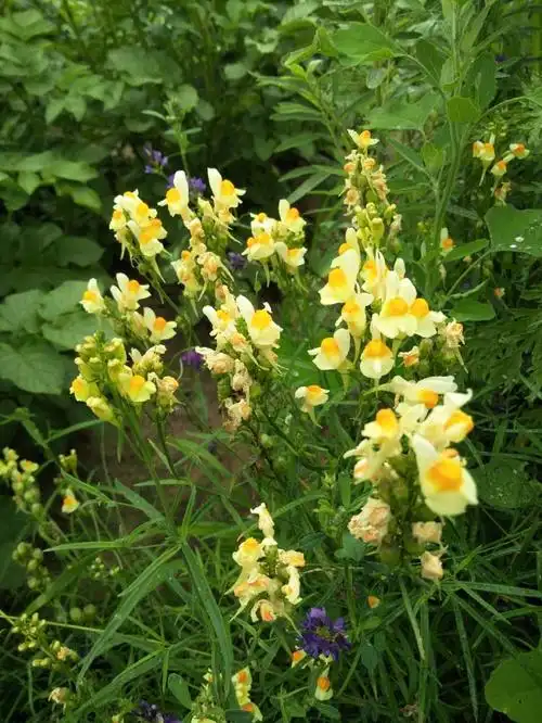 日月峡中草药(686)--柳穿鱼2