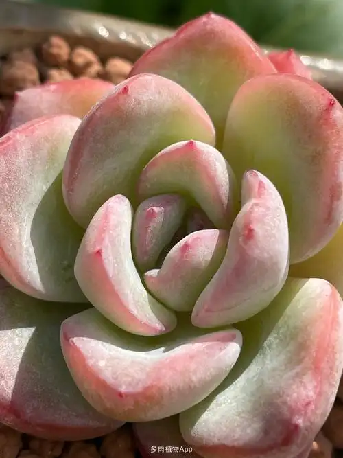 奶油泡芙,可可爱爱