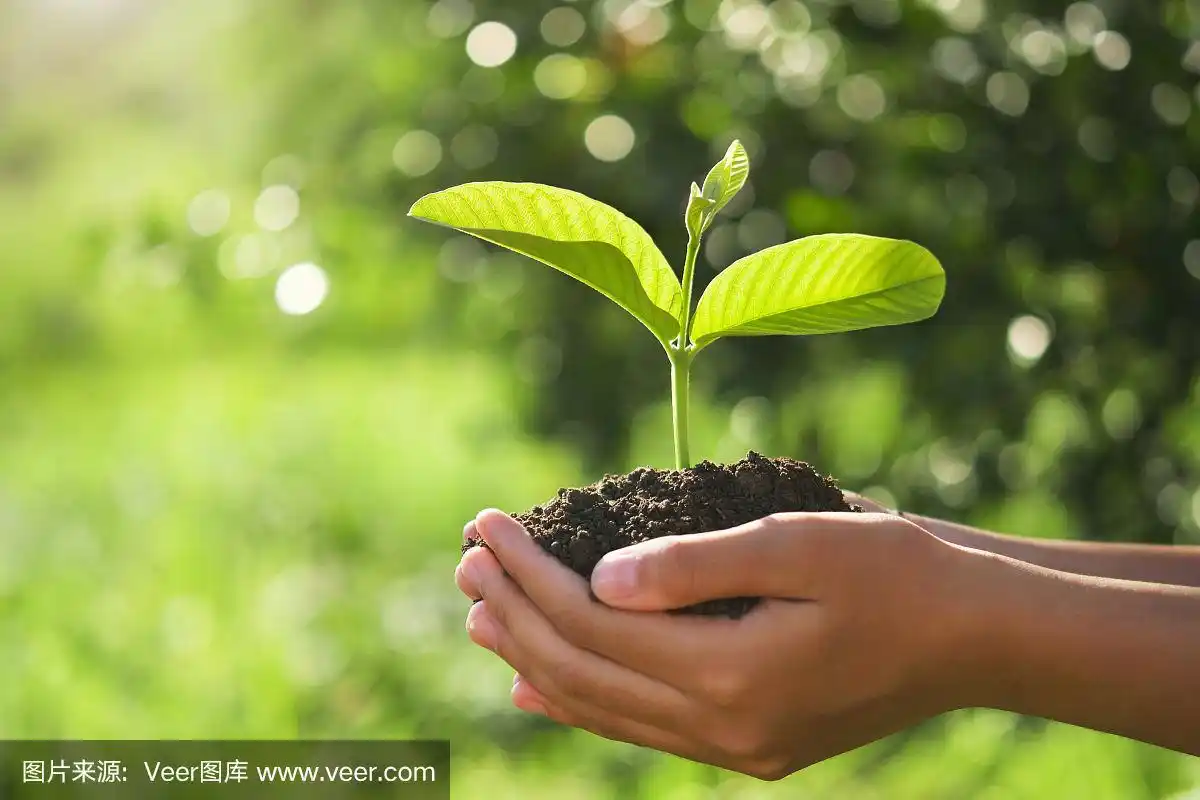 生态地球日概念.在阳光和绿色的自然背景下,手捧幼苗