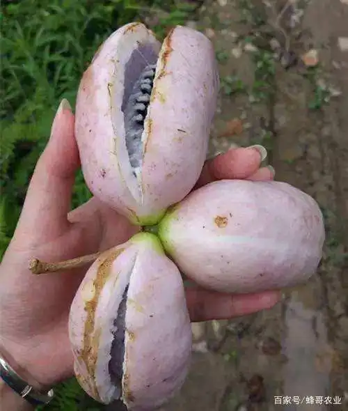 农村中的这些野生水果,你都吃过了吗?