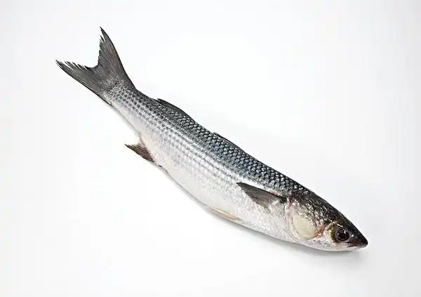 鲻鱼图片_图片大全