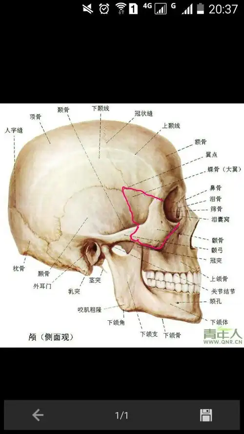 总算知道蝴蝶骨在哪里了