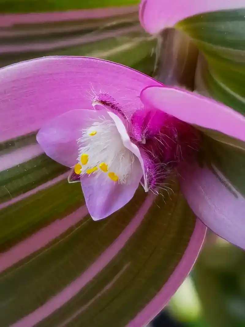 婚礼油画吊兰花