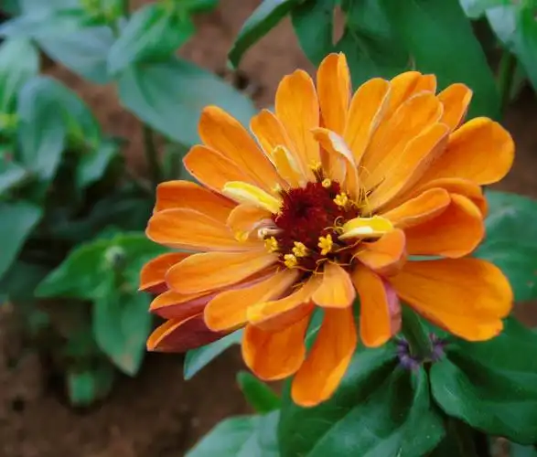 田野里秋天盛开的鲜花.