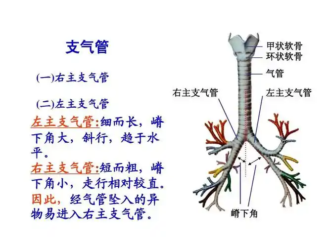 免费文档 所有分类 医药卫生 临床医学 内科护理:呼吸系统概述支气管