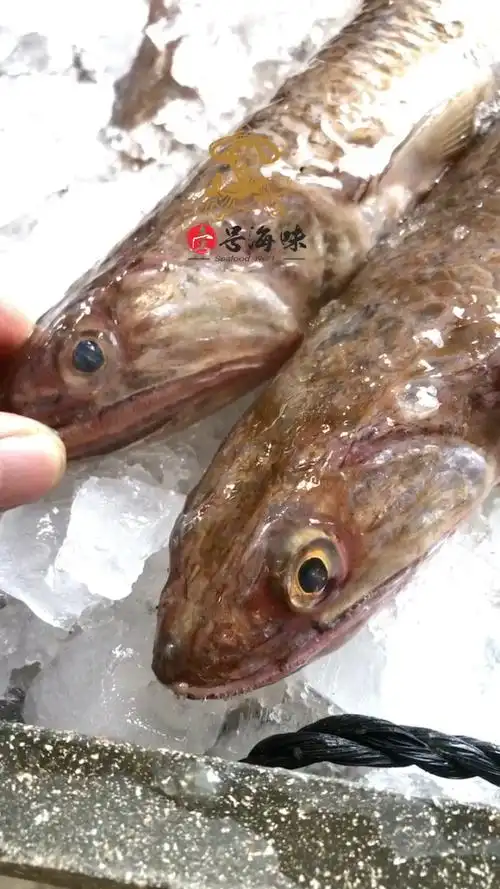 正九母鱼,特大那哥鱼.