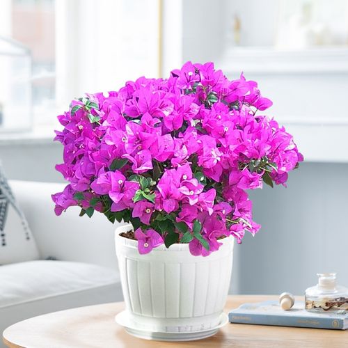 热销三角梅小苗_三角梅盆栽带花苞室内客厅易活花卉绿植庭院爬藤植物