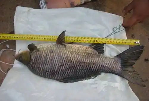 p>岩原鲤(学名:procypris rabaudi)为 a target="_blank" href="