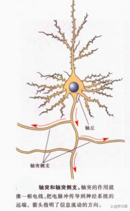 简单了解神经元细胞的组成及分类