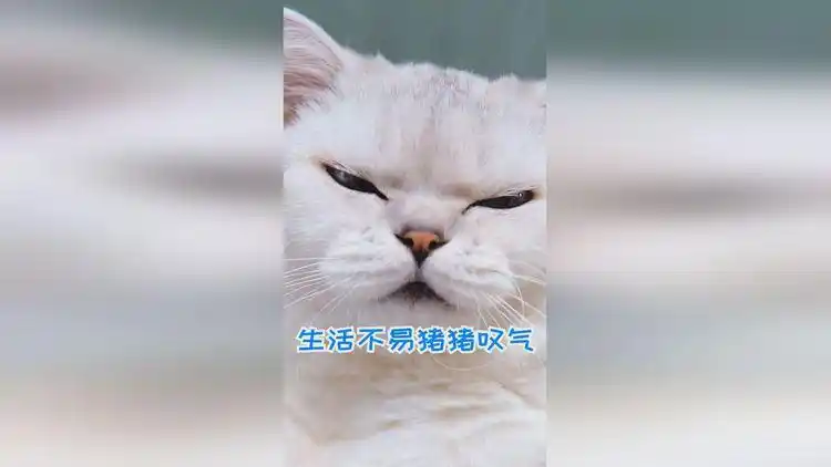 网易短视频推荐:难道不是歪名好养活么!看了一遍又一遍