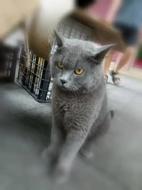 灰猫警长的娃被卖了