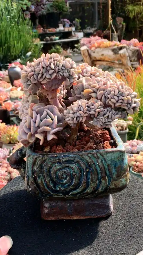 雪精灵缀化·老桩整桩无砍造型优美 298