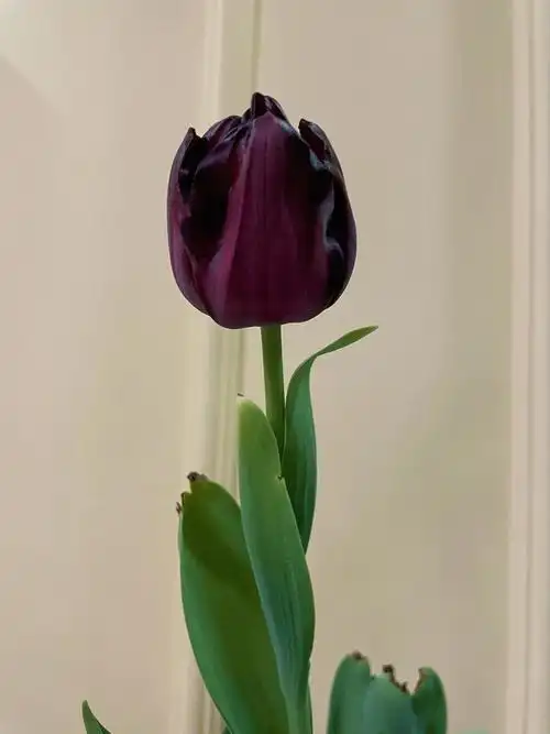 夜皇后郁金香开花啦