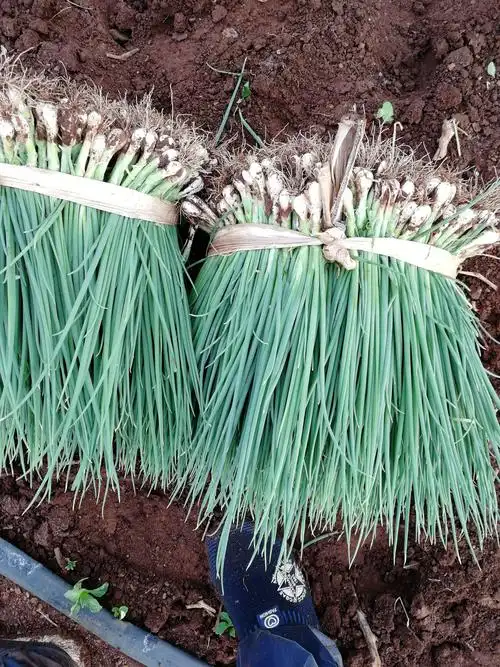 供应大厅  蔬菜 小葱