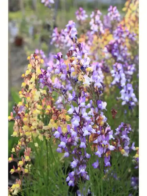植物大赏柳穿鱼仙女花束闪烁的春日之光