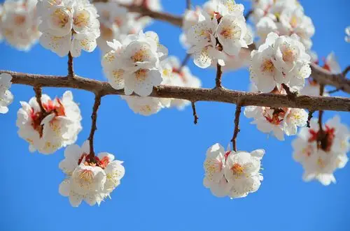 春天就是这样花枝招展,这里的杏梅花开了