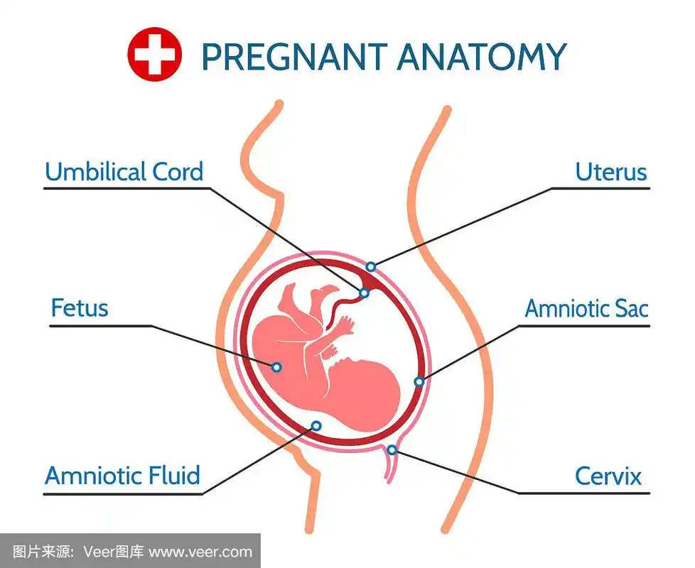 怀孕解剖学医疗