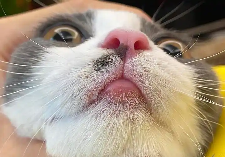 【讨论】猫嘴这样是肿了吗