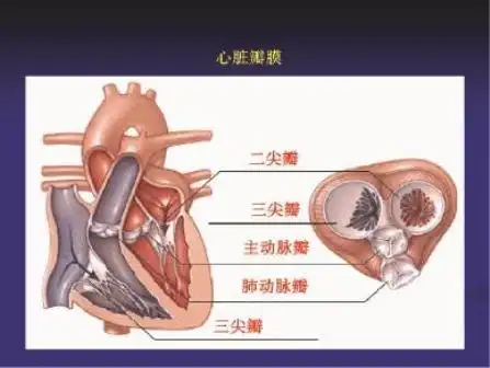 心脏血流泵出心外循环:①正常心脏瓣口关闭严密,对于血液单向流动起