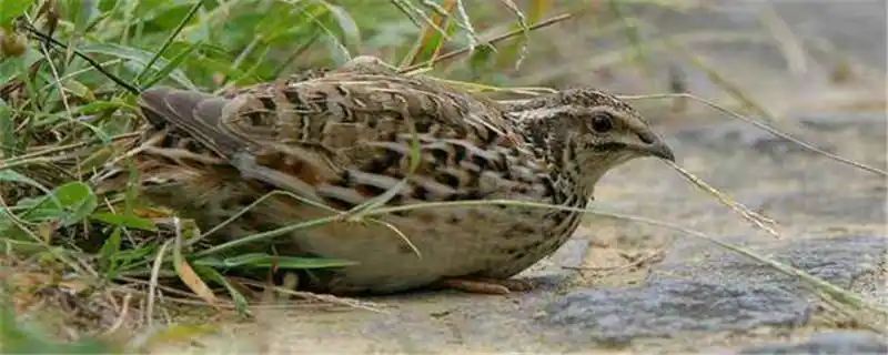 鹌鹑吃什么食物下蛋多