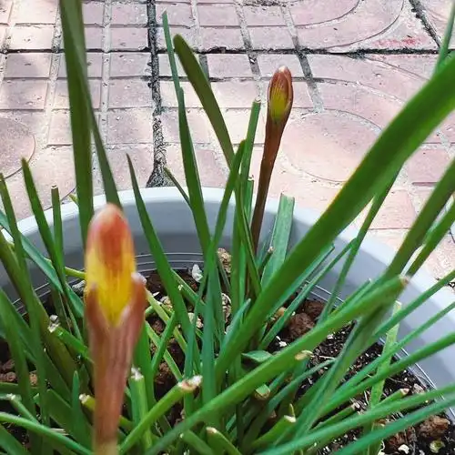 当草养的风雨兰