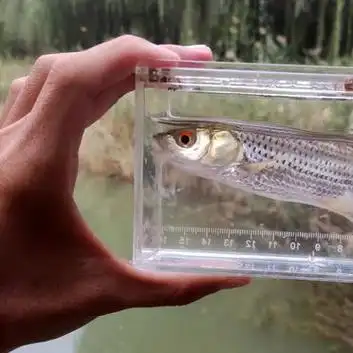 红眼| 赤眼鳟(squaliobarbus cur