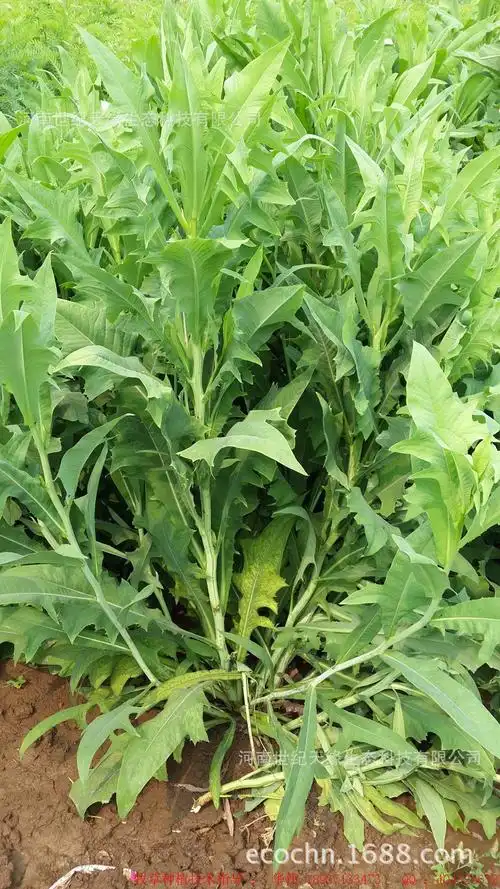 【洛阳牧草种子繁育基地】规模化扩繁苦荬菜种子 【陆续上市】