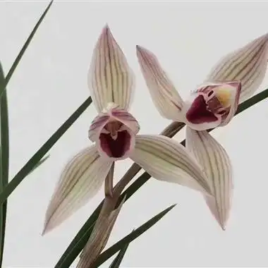 莲瓣兰 心心相印(引种佳选) - 中国兰花交易网