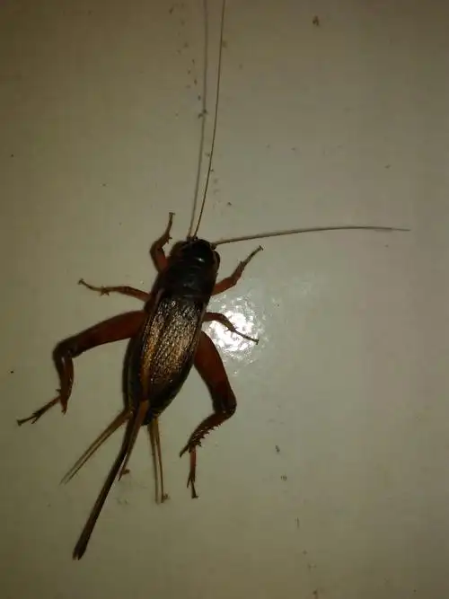 两翅摩擦能发声,京城人拿它当玩物,名曰:斗蛐蛐.