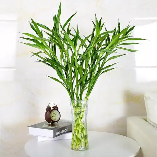 富贵竹观音竹水培植水养客厅绿植室内花竹子盆栽植物65cm大叶富贵竹10