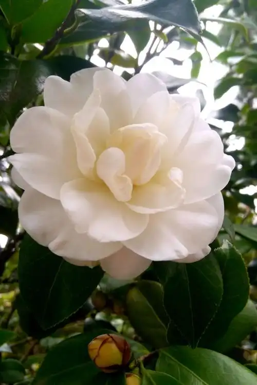 欣赏洁白如玉的白茶花. ------------2018.12.21拍于杭州.