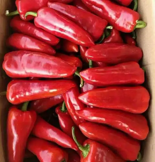 长红椒