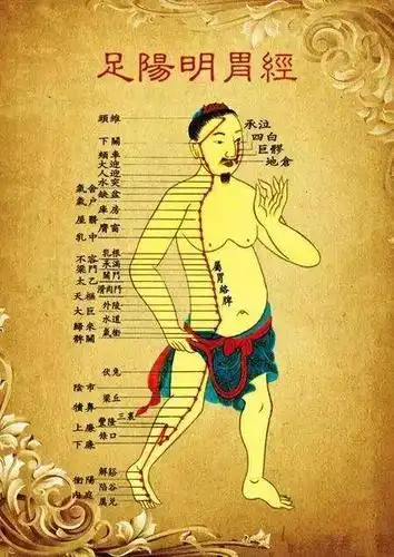 女人常敲胃经柔肌肤