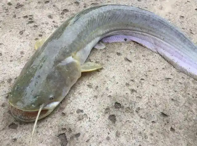 黄河每天冲鱼入海,大部分淡水鱼无法存活于海,那它们都去哪了?