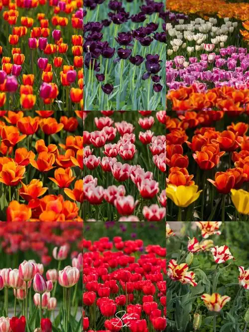 来了国家植物园才知道 郁金香有这么多品种