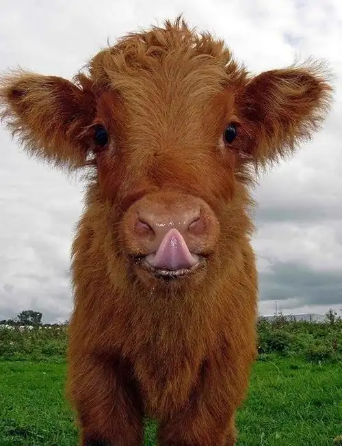 新生牛犊抽搐背脖子怎么办?