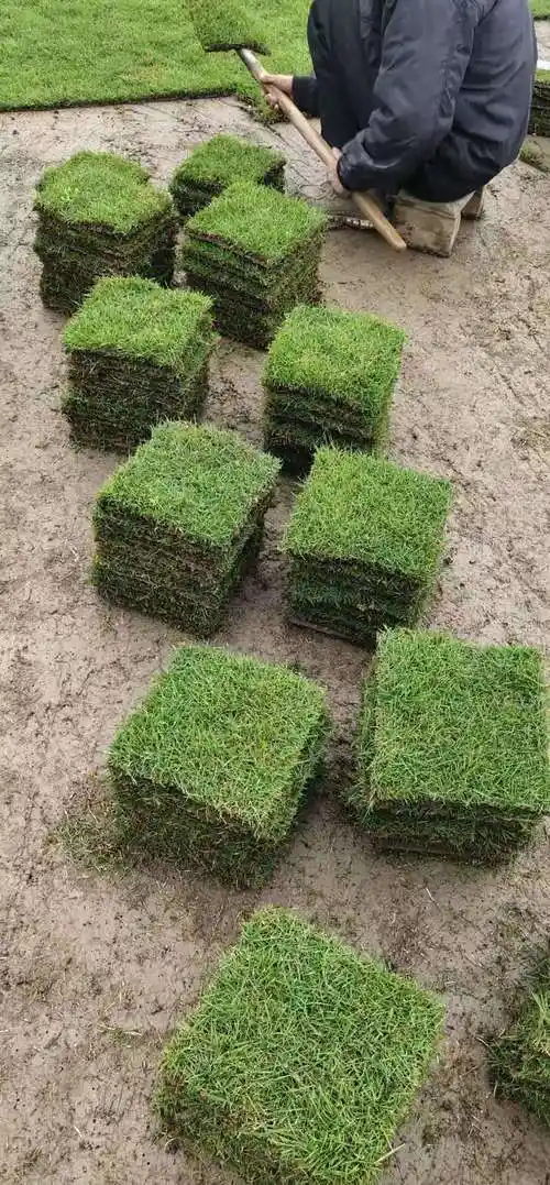 南旺绿化草皮种植基地 -云助网