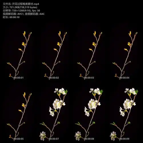 开花过程唯美视频素材