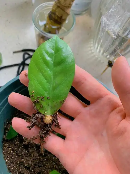 金钱树的扦插方法是什么_大全-幸福起航