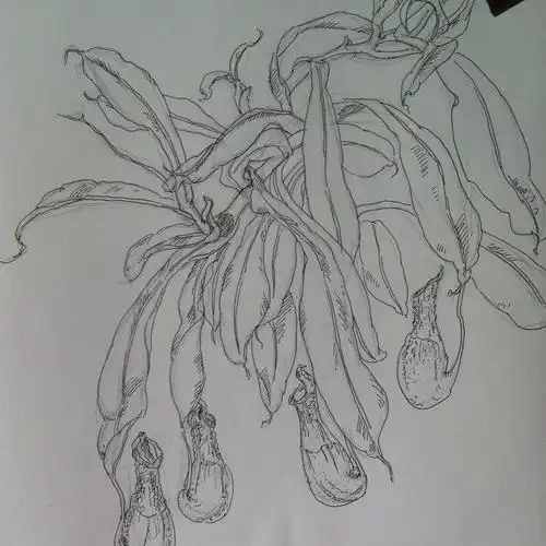 我喜欢的猪笼草