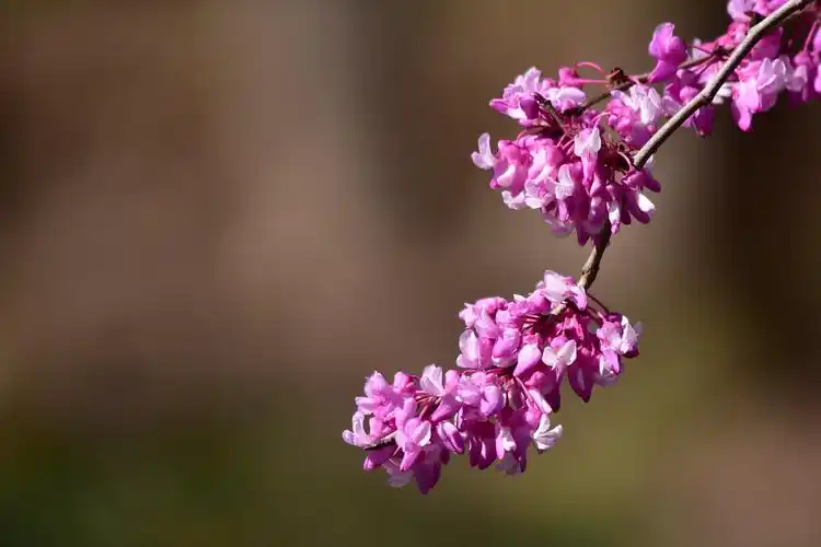 泉城公园一一加拿大紫荆
