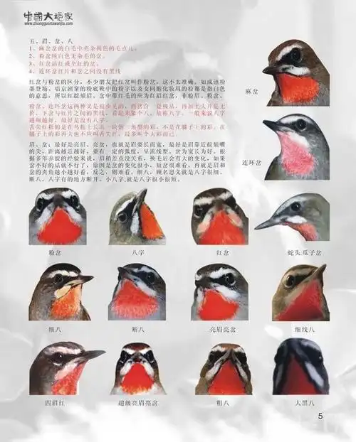 scuic_牧者采集到美禽篇6