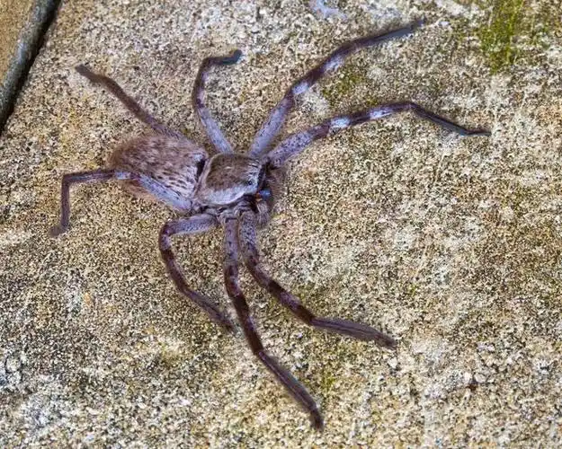 海洋四怪海蜘蛛,世界上唯一没有天敌的生物,不是因为它太强,而是太没