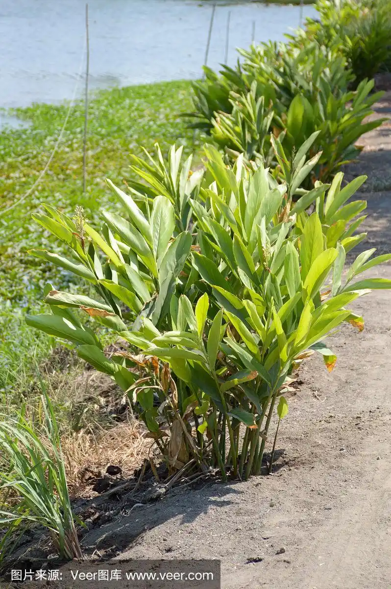 高良姜在自然花园中的植物