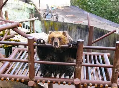 日本熊拍屁股图片